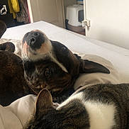 Nala participe au concours pour gagner de l'argent avec cette photo : animal, architecture, bed, bedroom, building, bulldog, canine, cat, couch, dog, door, furniture, hound, indoors, interiordesign, livingroom, person, pet, puppy, room