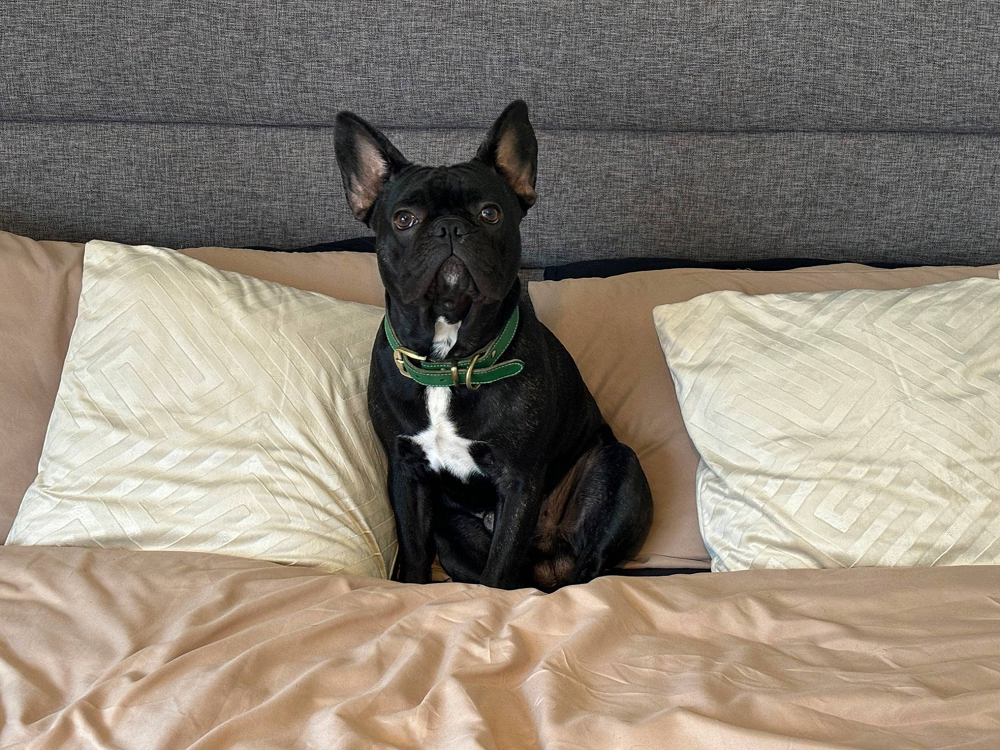 Ozzy is registered to the contest to win money with this photo: bull_terrier, canidae, carnivore, collar, comfort, companion_dog, dog, dog_breed, dog_collar, dog_supply, fawn, grass, guard_dog, linens, non_sporting_group, snout, sporting_group, terrestrial_animal, whiskers, working_animal