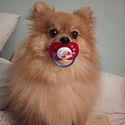 Boby a rejoint le concours — aidez-le/la à gagner de superbes lots ! dog, pomeranian, fluffy, pacifier, pet, cute, indoors, blanket, pillow, fur, small_dog, animal, sitting, face, eyes, nose, mouth, cozy, domestic, background