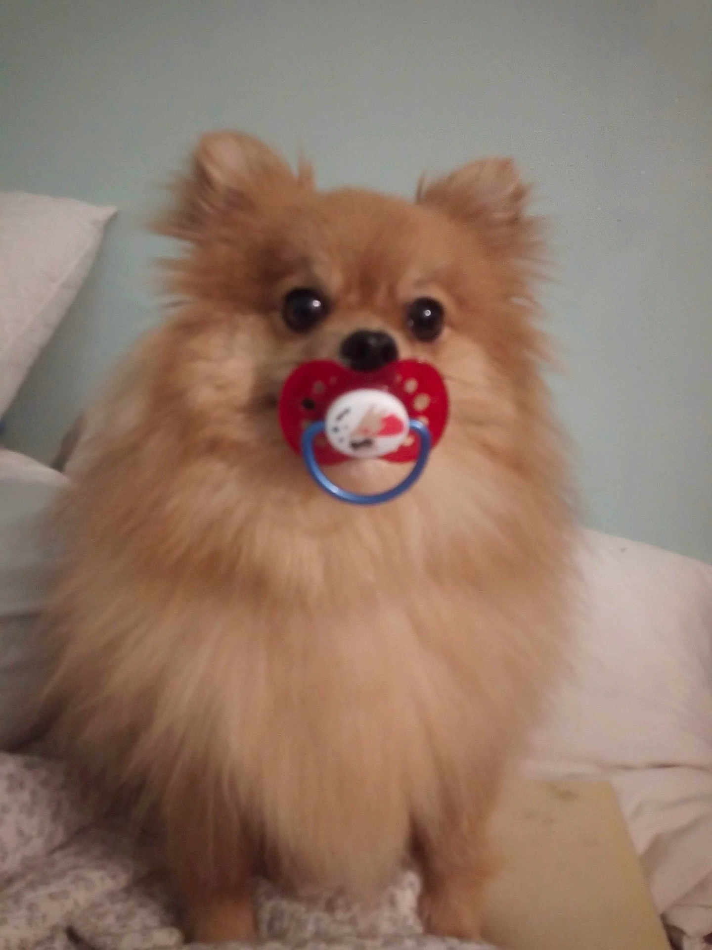 Boby a rejoint le concours — aidez-le/la à gagner de superbes lots ! dog, pomeranian, fluffy, pacifier, pet, cute, indoors, blanket, pillow, fur, small_dog, animal, sitting, face, eyes, nose, mouth, cozy, domestic, background
