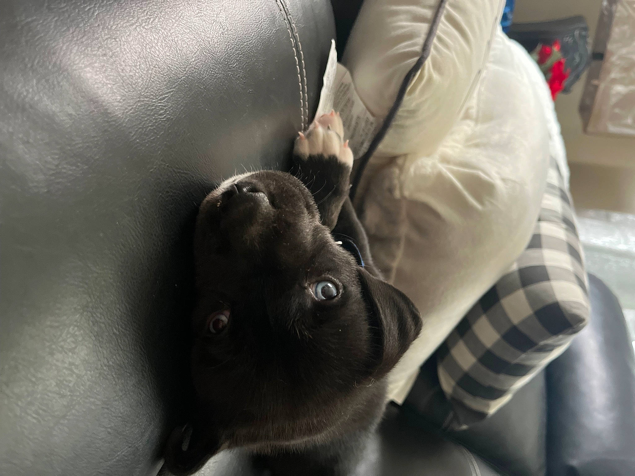 Draco is registered to the contest to win money with this photo: auto_part, baby, canidae, car_seat, carnivore, comfort, companion_dog, dog, dog_breed, ear, elbow, fur, gesture, hand, human_leg, nail, sitting, snout, sporting_group, whiskers