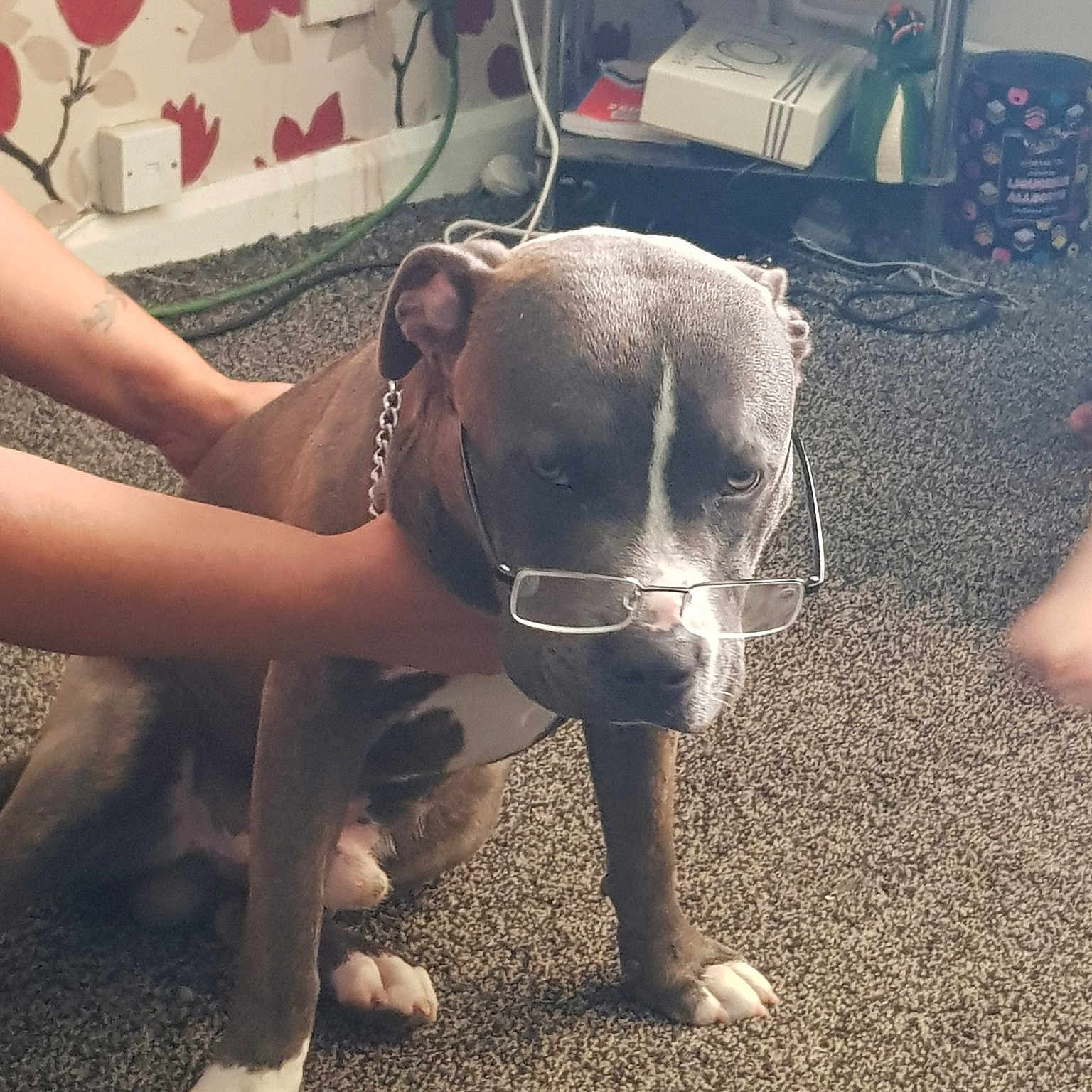 Dopey joined the competition — help win amazing prizes! american_pit_bull_terrier, carnivoran, dog, dog_breed, dog_breed_group, dog_like_mammal, ear, fawn, girl, mammal, pit_bull, snout
