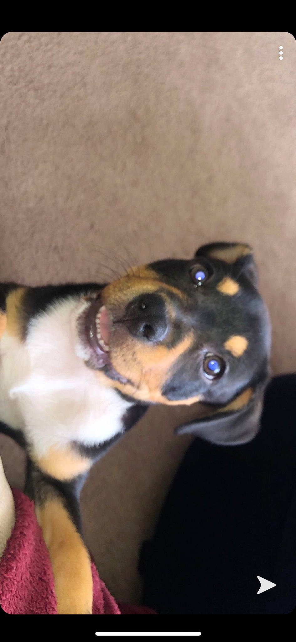 Maze joined the competition — help win amazing prizes! canidae, carnivore, dog, dog_breed, ear, fawn, feist, mammal, miniature_fox_terrier, miniature_pinscher, nose, puppy, snout, toy_dog, toy_fox_terrier, vertebrate