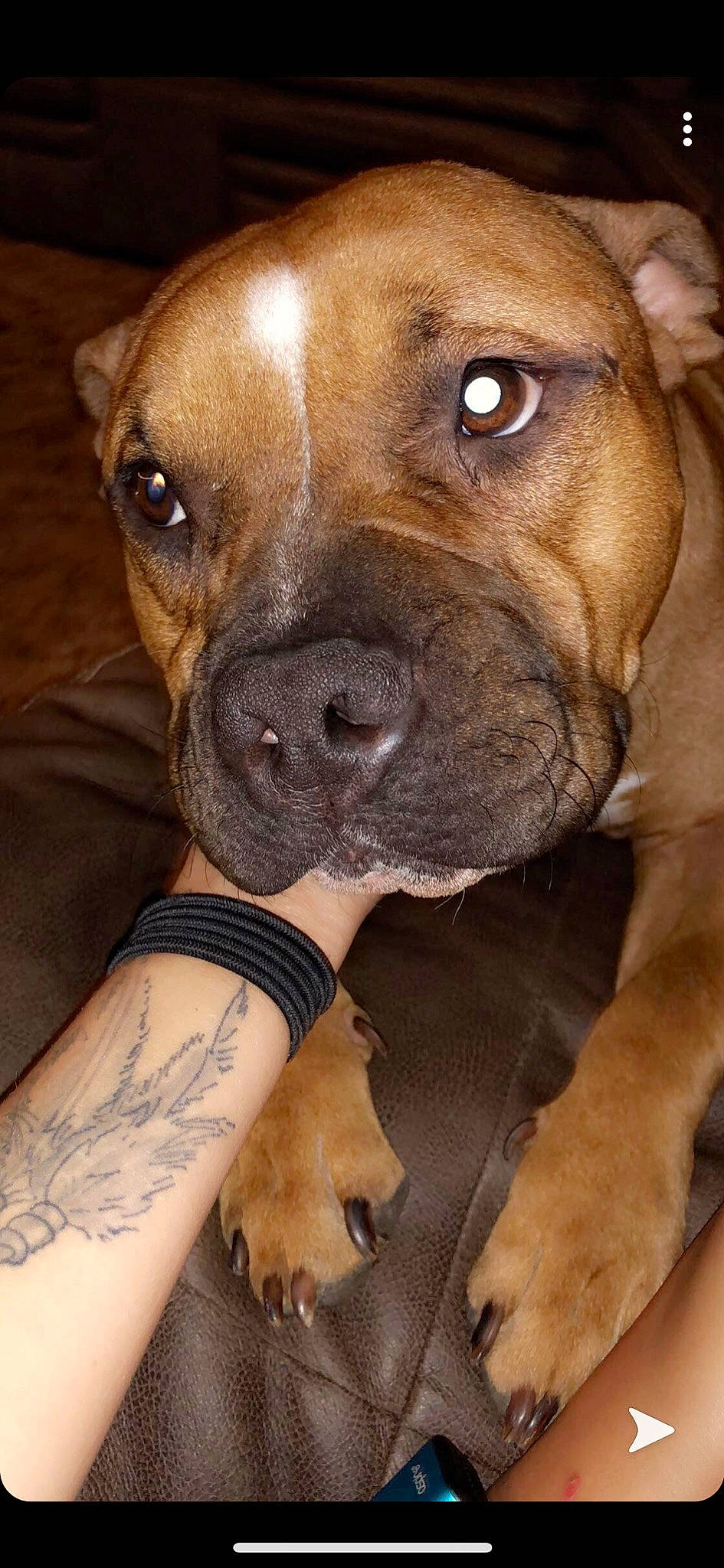 Ben is registered to the contest to win money with this photo: american_pit_bull_terrier, american_staffordshire_terrier, boerboel, bullmastiff, canidae, carnivore, dog, dog_breed, fawn, mammal, molosser, non_sporting_group, nose, perro_de_presa_mallorquin, pit_bull, skin, snout, staffordshire_bull_terrier, vertebrate, whiskers