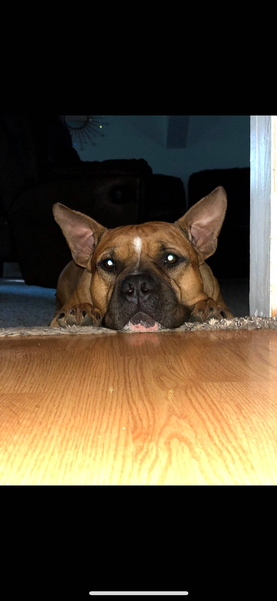 Ben joined the competition — help win amazing prizes! boxer, bulldog, canidae, carnivore, companion_dog, dog, dog_breed, ear, fawn, french_bulldog, mammal, non_sporting_group, olde_english_bulldogge, snout, toy_bulldog, vertebrate