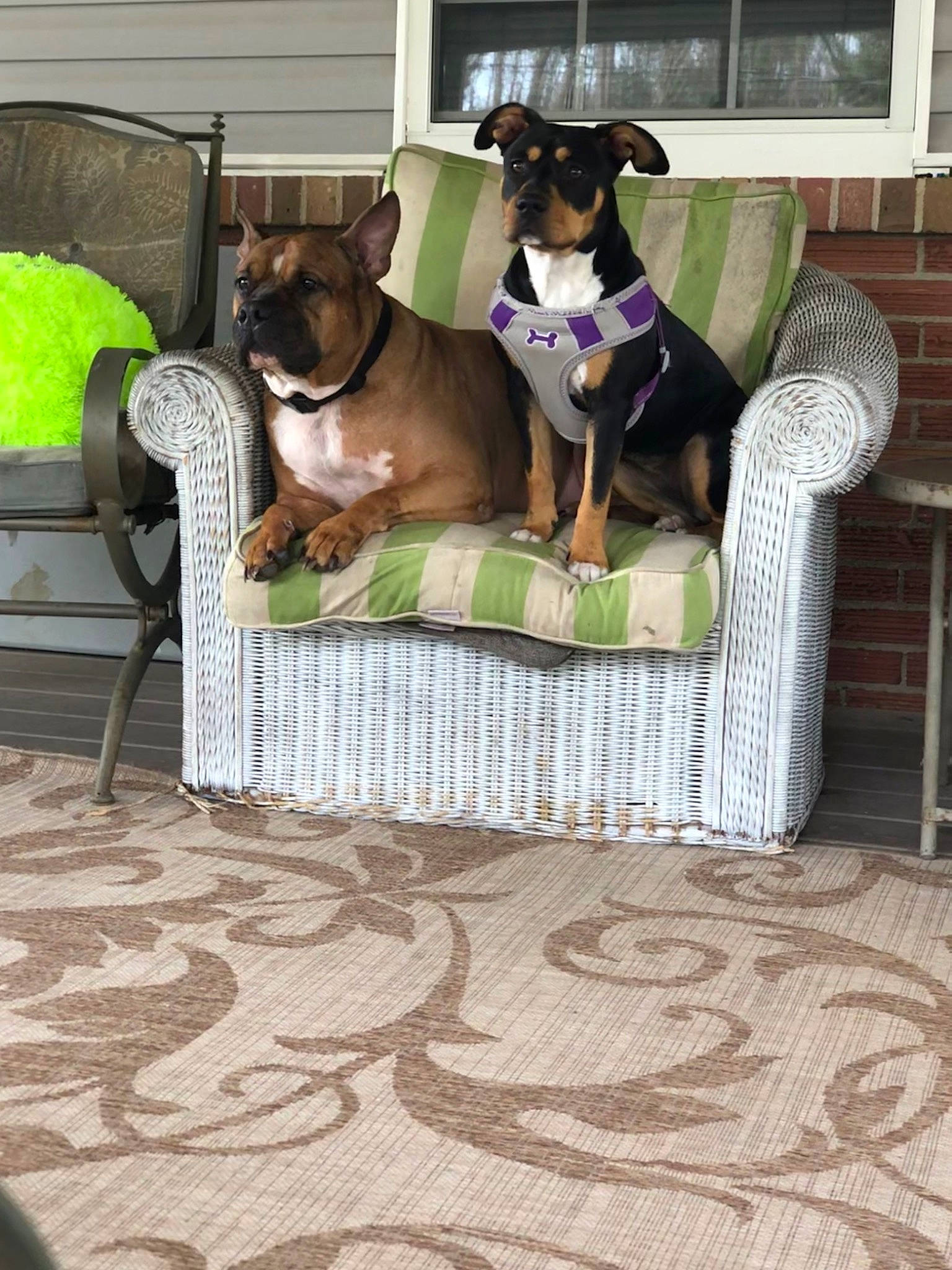 Ben joined the competition — help win amazing prizes! canidae, carnivore, dachshund, dog, dog_breed, fawn, floor, flooring, furniture, slipcover, table