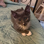 Mar is registered to the contest to win money with this photo: kitten, cat, gray_cat, white_paws, bedspread, quilt, indoor, pet, feline, curious, lying_down, whiskers, ears, face, eyes, bedroom, headboard, soft_lighting, cozy, animal