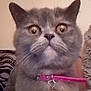 cat, gray_cat, pet, indoor, close_up, yellow_eyes, collar, bell, feline, fur, whiskers, cute, domestic_animal, animal, mammal, face, ears, curious, looking_up, indoor_lighting