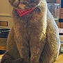 Pudding joined the competition — help win amazing prizes! cat, gray_cat, bandana, pet, feline, sitting, wooden_table, indoor, household, glass, cigarettes, domestic, fluffy, cute, fur, tabletop, relaxed, animal, mammal, companionship