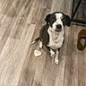 dog, black_and_white, sitting, wooden_floor, indoor, pet, heart_shaped_treat, playful, looking_up, flooring, animal, canine, companion, cute, domestic, household, obedient, toy, brown, white
