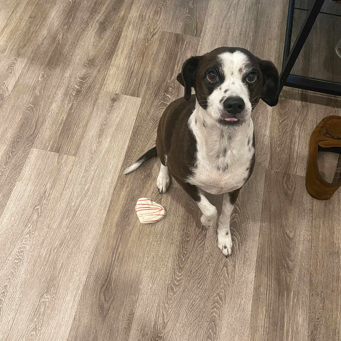 Preston joined the competition — help win amazing prizes! dog, black_and_white, sitting, wooden_floor, indoor, pet, heart_shaped_treat, playful, looking_up, flooring, animal, canine, companion, cute, domestic, household, obedient, toy, brown, white