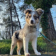Ange participe au concours pour gagner de l'argent avec cette photo : dog, puppy, merle, blue_eye, leash, collar, stone_wall, grass, tree, ivy, park, outdoors, sky, tree_trunk, paws, portrait, standing, nature, sunlight, cute