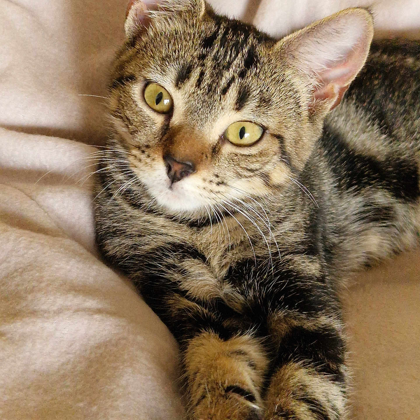 Cherie