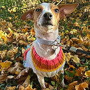 Marley is registered to the contest to win money with this photo: animal, autumn, canine, collar, colorful, cute, dog, fall, knitwear, leaf_litter, leash, leaves, nature, outdoor, pet, portrait, seasonal, small_dog, sunlight, sweater