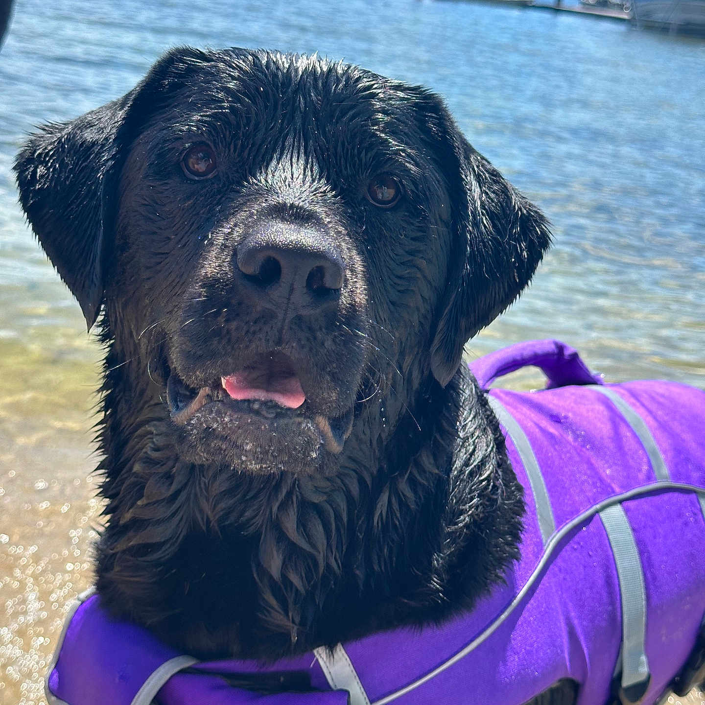 Rosemary Marie joined the competition — help win amazing prizes! animal, beach, canine, clothing, coast, dog, face, head, lifejacket, nature, outdoors, person, pet, photography, portrait, sea, shoreline, vest, water, waterfront
