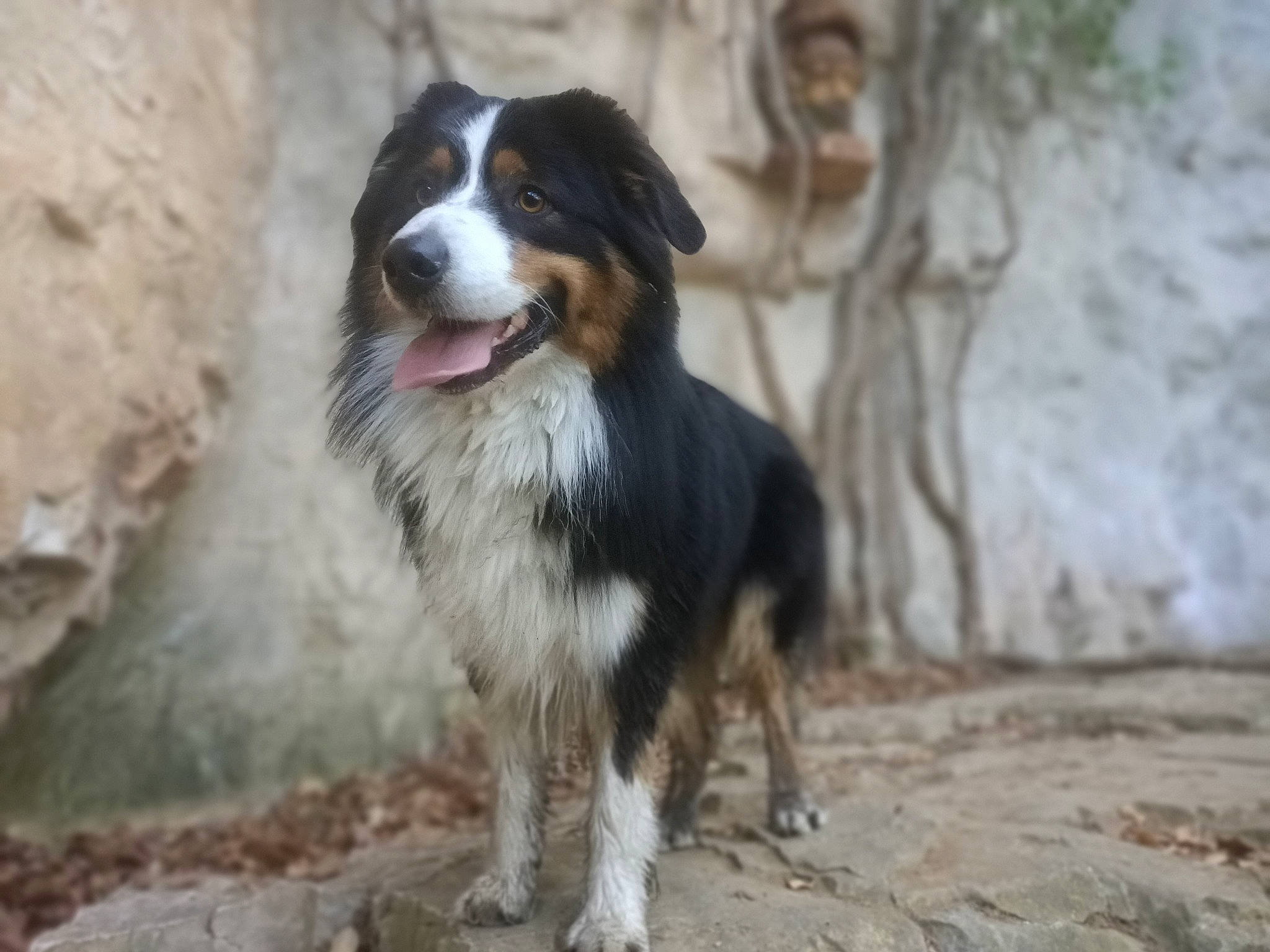 Reiko a rejoint le concours — aidez-le/la à gagner de superbes lots ! ancient_dog_breeds, australian_collie, australian_shepherd, bernese_mountain_dog, border_collie, canidae, carnivore, companion_dog, dog, dog_breed, fur, herding_dog, sporting_group, terrestrial_animal, whiskers, working_animal, working_dog