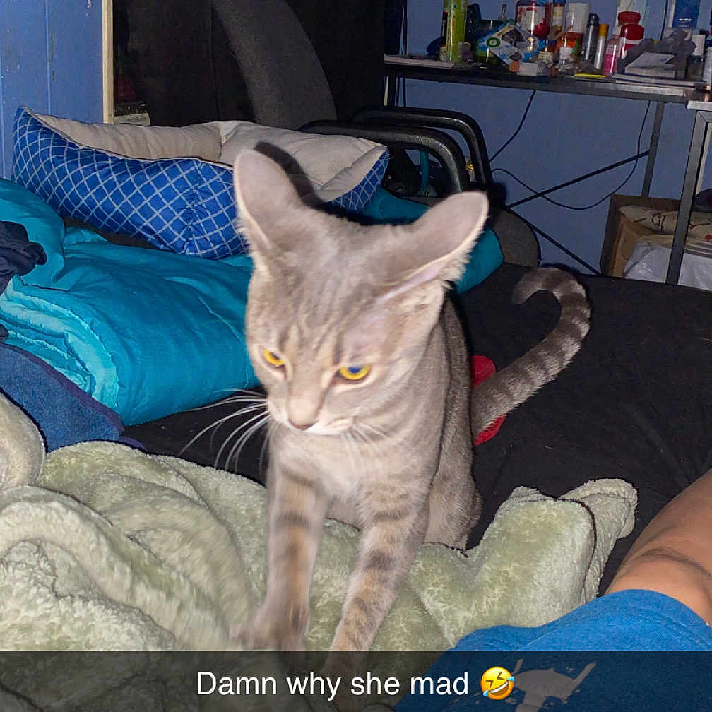 Callie is registered to the contest to win money with this photo: abyssinian, animal, architecture, bed, building, cat, computerhardware, couch, cushion, electronics, furniture, hardware, homedecor, indoors, livingroom, monitor, pet, room, screen, tv