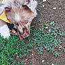 Bidouille participe au concours pour gagner de l'argent avec cette photo : animal, bandana, blue_eyes, closeup, curious, dirt, dog, fur, grass, greenery, nature, nibbling, outdoor, pet, plants, playful, puppy, sniffing, yellow, young_dog