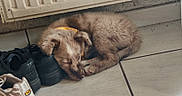 Bidouille a rejoint le concours — aidez-le/la à gagner de superbes lots ! black_shoes, corner, cozy, curled_up, dog, domestic_animal, floor, fur, indoor, pet, puppy, quiet, radiator, resting, shoes, sleeping, small_dog, tile_floor, white_sneaker, yellow_collar