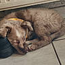 black_shoes, corner, cozy, curled_up, dog, domestic_animal, floor, fur, indoor, pet, puppy, quiet, radiator, resting, shoes, sleeping, small_dog, tile_floor, white_sneaker, yellow_collar