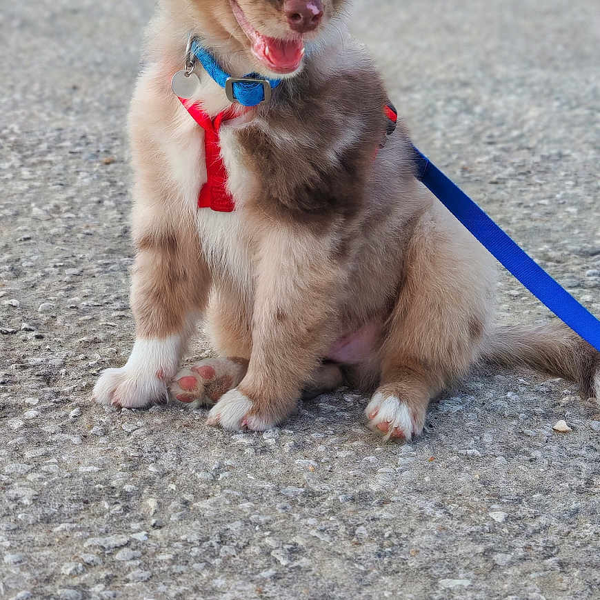 Bidouille a rejoint le concours — aidez-le/la à gagner de superbes lots ! animal, blue_leash, bright_eyes, concrete, cute, daylight, dog, ears, fur, happy, harness, leash, outdoor, pet, playful, puppy, red_harness, sitting, tail, young