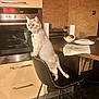 cat, chair, kitchen, oven, fruit_bowl, towel, countertop, floor, tile_floor, cabinet, appliance, pet, furniture, indoor, domestic, curious, standing, collar, modern, lighting
