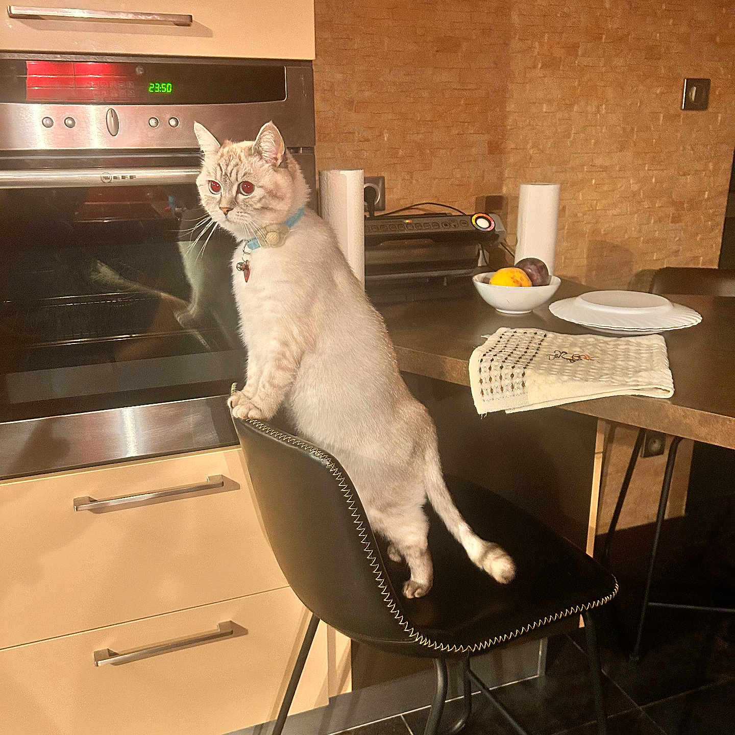 Amy a rejoint le concours — aidez-le/la à gagner de superbes lots ! appliance, cabinet, cat, chair, collar, countertop, curious, domestic, floor, fruit_bowl, furniture, indoor, kitchen, lighting, modern, oven, pet, standing, tile_floor, towel