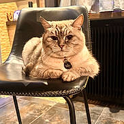 Amy a rejoint le concours — aidez-le/la à gagner de superbes lots ! animal, background, black, cat, chair, collar, curtain, domestic, feline, floor, fur, indoor, leather, light, paw, pet, resting, tag, tile, window