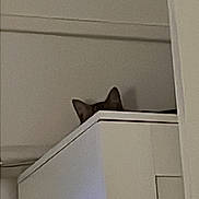 Frida participe au concours pour gagner de l'argent avec cette photo : cabinet, cat, corner, cozy, curious, ears, furniture, hidden, home, indoor, light, peeking, pet, quiet, room, screen, shadow, television, wall, white