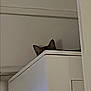 cabinet, cat, corner, cozy, curious, ears, furniture, hidden, home, indoor, light, peeking, pet, quiet, room, screen, shadow, television, wall, white