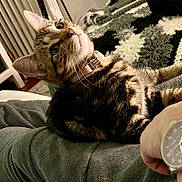 Frida a rejoint le concours — aidez-le/la à gagner de superbes lots ! cat, tabby, pet, collar, indoor, cozy, feline, animal, relaxed, person, arm, watch, fabric, blanket, knitted, home, fur, whiskers, curious, resting