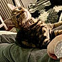 cat, tabby, pet, collar, indoor, cozy, feline, animal, relaxed, person, arm, watch, fabric, blanket, knitted, home, fur, whiskers, curious, resting