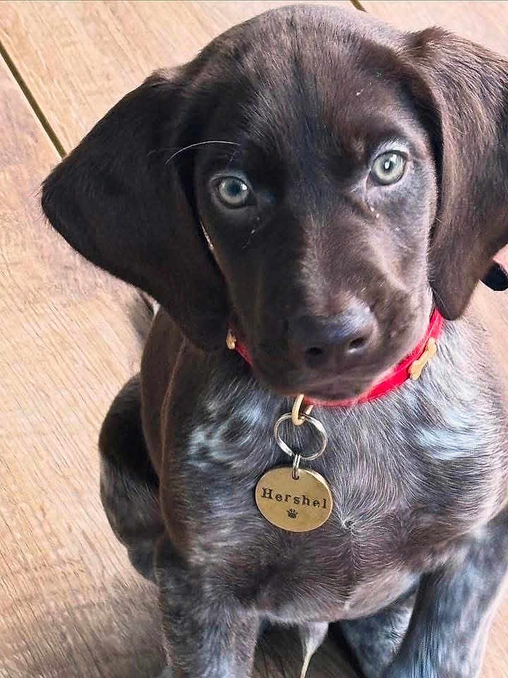 Hershel is registered to the contest to win money with this photo: puppy, dog, collar, pet_tag, brown_fur, blue_eyes, wooden_floor, close_up, young_dog, sitting, indoor, curious, canine, domestic_animal, animal_portrait, pet, cute, adorable, young_puppy, companion