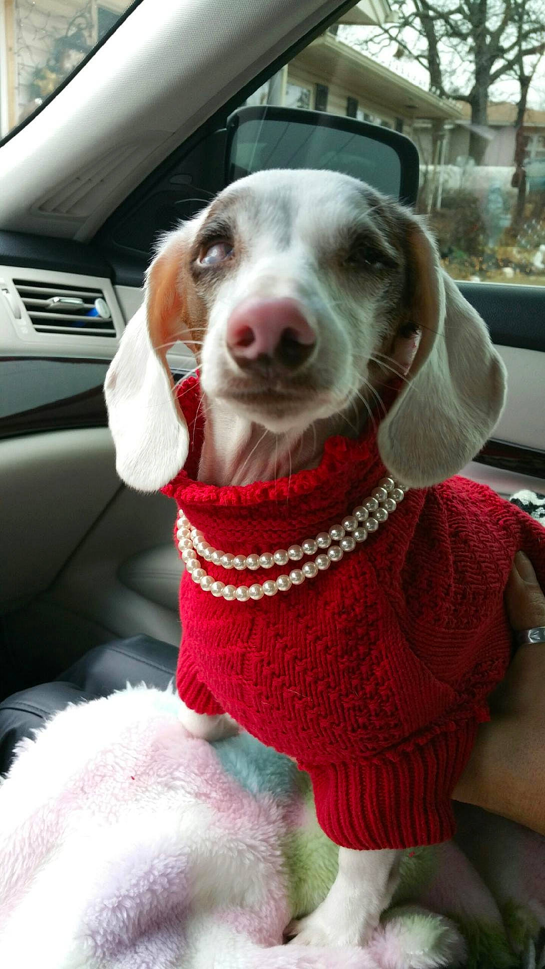 Dani joined the competition — help win amazing prizes! automotive_exterior, canidae, car, car_seat, carnivore, collar, companion_dog, dog, dog_breed, dog_collar, dog_supply, fur, snout, sporting_group, vehicle, vehicle_door, whiskers, window, windshield, working_animal