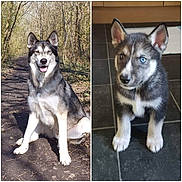 Diesel is registered to the contest to win money with this photo: dog, husky, puppy, outdoor, indoor, forest, path, tile_floor, animal, pet, fur, ears, blue_eyes, sitting, canine, nature, sunlight, portrait, cute, companion