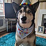 dog, birthday_hat, bandana, heterochromia, indoor, living_room, rug, pet, canine, portrait, celebration, furniture, television, window, curtains, floor, photo_frame, fireplace, balloons, colorful