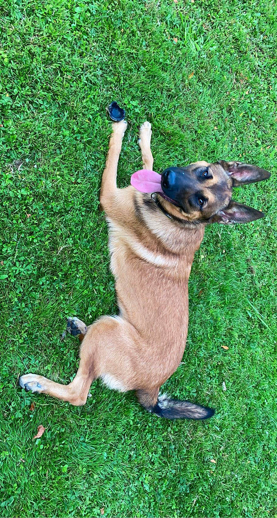 Zina a rejoint le concours — aidez-le/la à gagner de superbes lots ! canidae, carnivore, companion_dog, dog, dog_breed, fawn, fur, german_shepherd_dog, grass, grassland, groundcover, lawn, old_german_shepherd_dog, paw, snout, sporting_group, tail, terrestrial_animal, whiskers, working_dog
