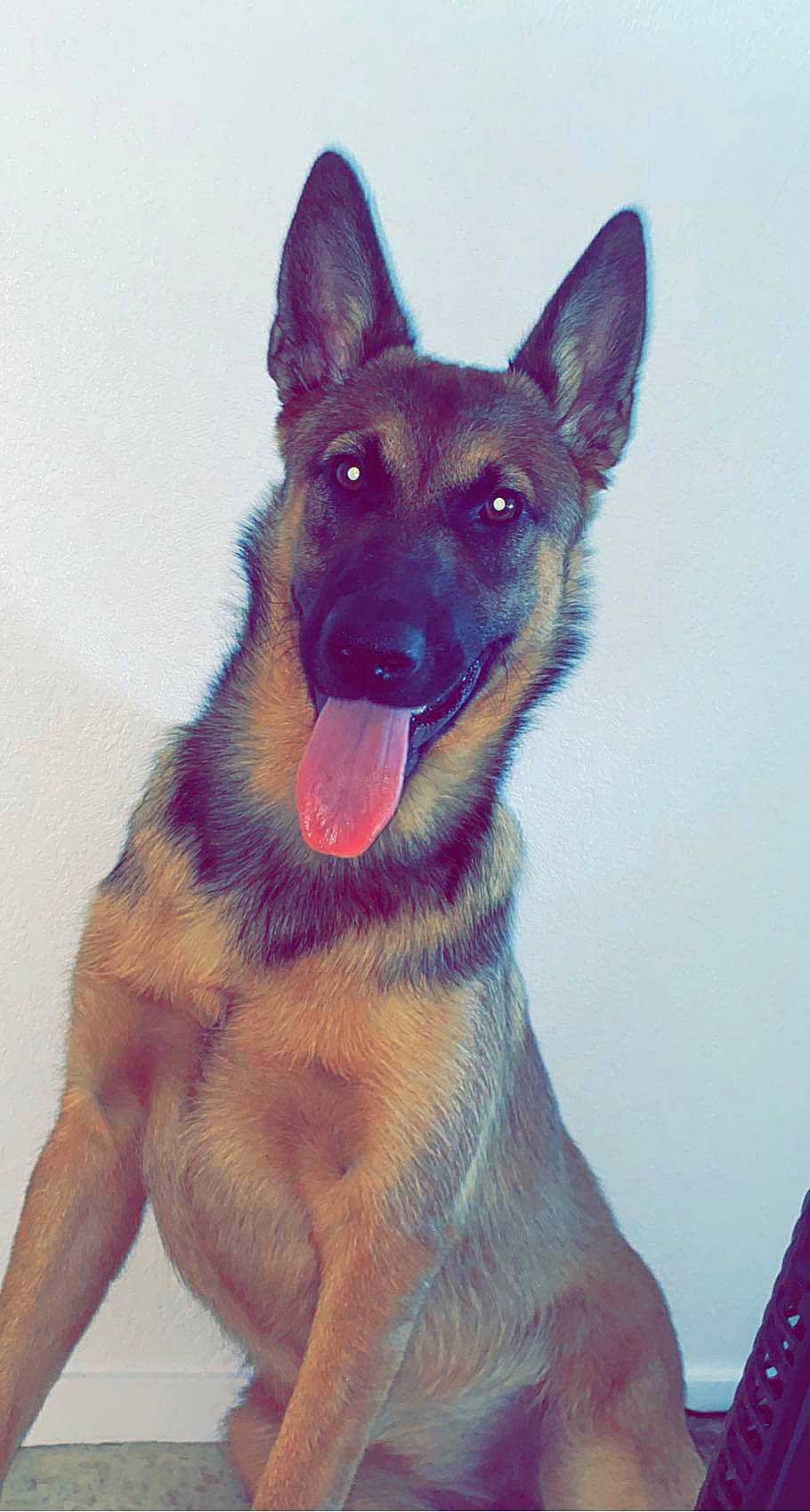 Zina a rejoint le concours — aidez-le/la à gagner de superbes lots ! ancient_dog_breeds, art, canidae, carnivore, companion_dog, dog, dog_breed, drawing, east_european_shepherd, electric_blue, fawn, fur, german_shepherd_dog, old_german_shepherd_dog, snout, sporting_group, terrestrial_animal, whiskers, working_dog