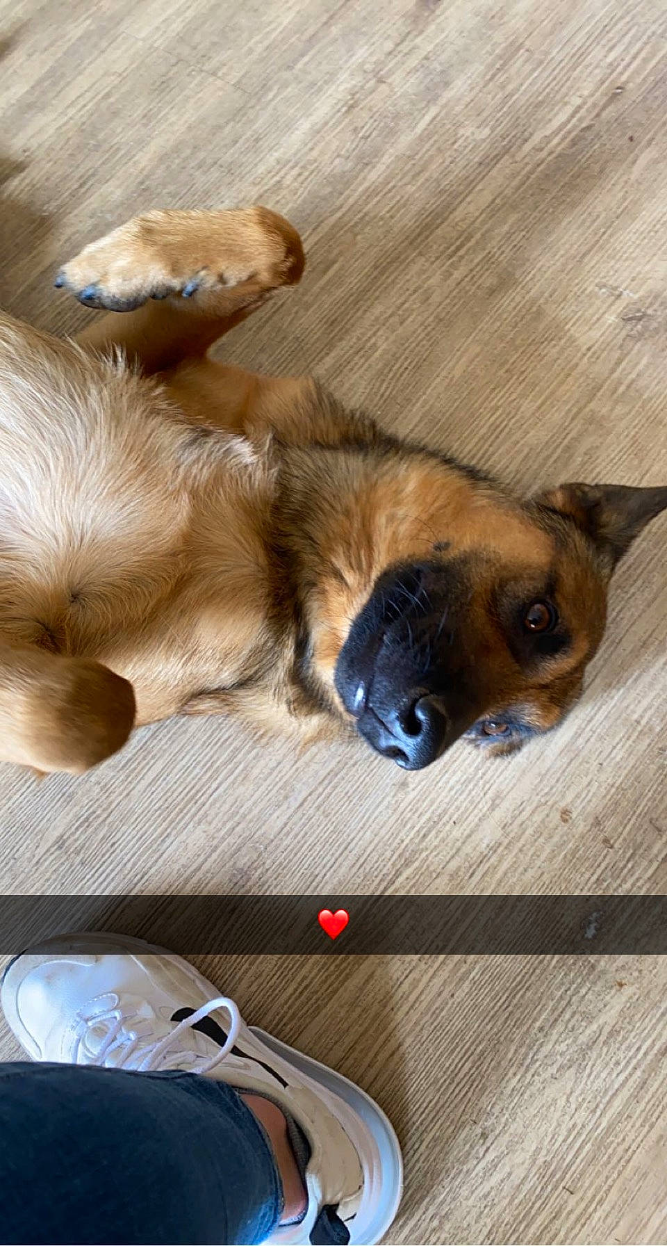 Zina participe au concours pour gagner de l'argent avec cette photo : canidae, carnivore, comfort, companion_dog, dog, dog_breed, fawn, flooring, fur, hardwood, liver, non_sporting_group, paw, sporting_group, toy_dog, whiskers, wood, working_animal