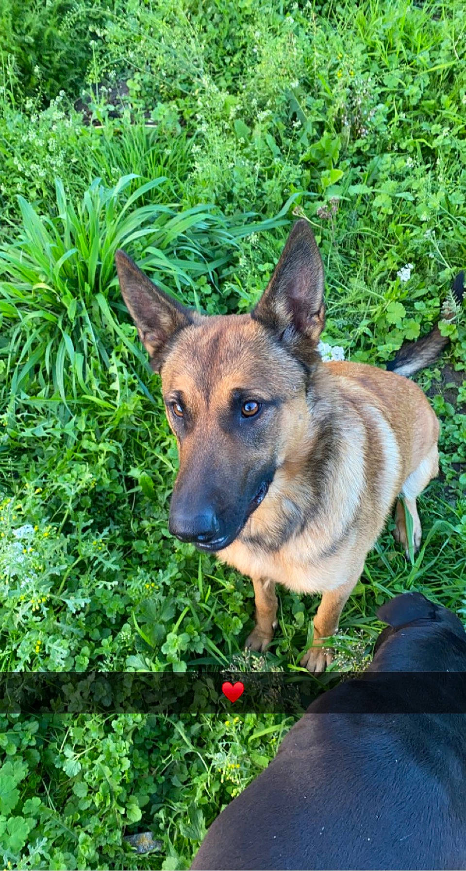 Zina a rejoint le concours — aidez-le/la à gagner de superbes lots ! canidae, carnivore, companion_dog, dog, dog_breed, east_european_shepherd, eye, fawn, german_shepherd_dog, grass, groundcover, herding_dog, king_shepherd, old_german_shepherd_dog, plant, snout, sporting_group, terrestrial_plant, whiskers, working_animal