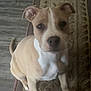 Gotti is registered to the contest to win money with this photo: ancient_dog_breeds, canidae, carnivore, companion_dog, dog, dog_breed, fawn, hardwood, molosser, non_sporting_group, snout, sporting_group, toy_dog, whiskers, wood, working_animal