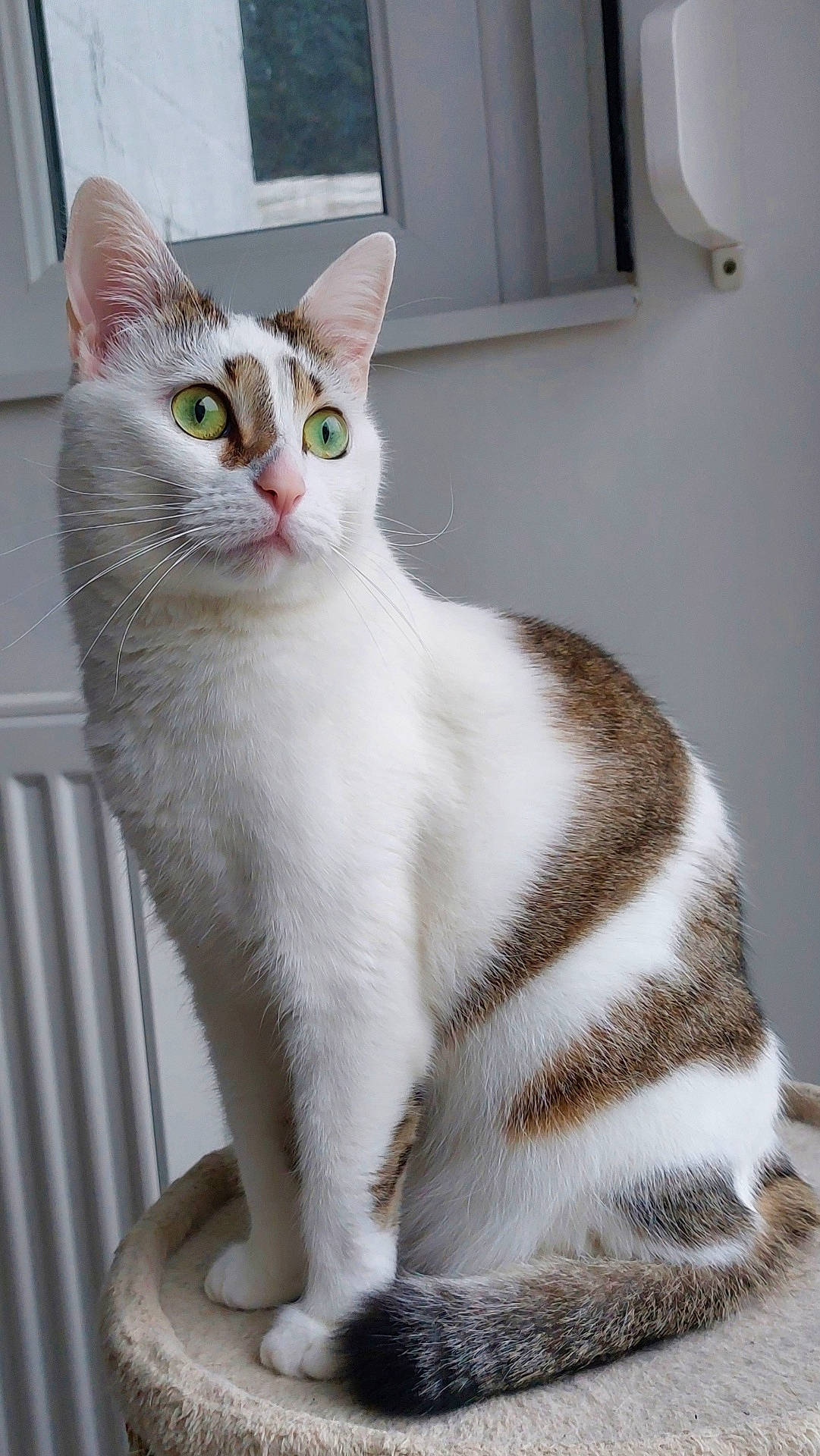 Iris participe au concours pour gagner de l'argent avec cette photo : animal, brown_fur, calm, cat, closeup, curious, domestic_cat, feline, green_eyes, household, indoor, perch, pet, portrait, sitting, soft_light, tail, whiskers, white_fur, window