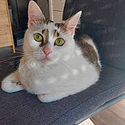 Iris participe au concours pour gagner de l'argent avec cette photo : cat, indoor, chair, gray, white, brown, green_eyes, pet, animal, feline, relaxed, sunlight, shadow, fur, close_up, domestic, cute, resting, whiskers, pink_nose