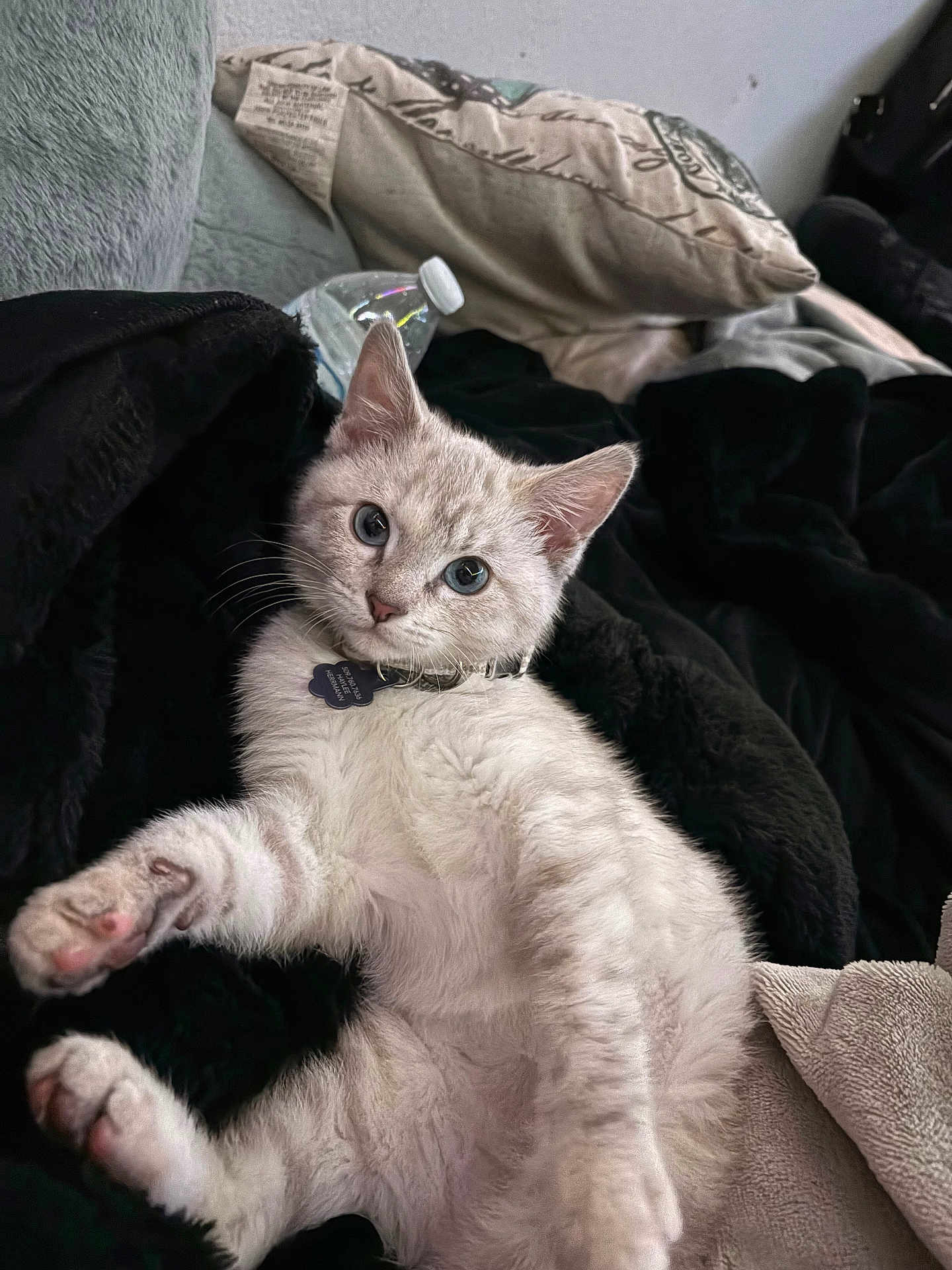 Belle is registered to the contest to win money with this photo: cat, kitten, pet, blue_eyes, fur, collar, id_tag, paws, whiskers, blanket, black_blanket, pillow, couch, indoor, relaxed, lying_on_back, cute, playful, water_bottle, soft_texture
