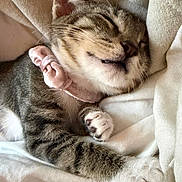 Maisey joined the competition — help win amazing prizes! cat, tabby, sleeping, pet, collar, pink_bow, whiskers, paw, fur, cozy, blanket, soft, cute, domestic_animal, resting, indoor, animal, closeup, relaxation, nap