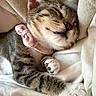 cat, tabby, sleeping, pet, collar, pink_bow, whiskers, paw, fur, cozy, blanket, soft, cute, domestic_animal, resting, indoor, animal, closeup, relaxation, nap