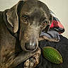 Lola Lynn is registered to the contest to win money with this photo: dog, canine, brown_dog, portrait, close_up, sad_expression, eyes, floppy_ears, short_hair, lying_down, curled_up, paws, pet, animal, indoor, blanket, bed, green_toy, chew_toy, cozy