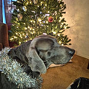 Lola Lynn is registered to the contest to win money with this photo: dog, great_dane, pet, christmas_tree, christmas, holiday, tinsel, ornament, string_lights, indoors, living_room, sleepy, lying_down, portrait, close_up, gray_coat, large_dog, festive, carpet, home_decor