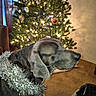 dog, great_dane, pet, christmas_tree, christmas, holiday, tinsel, ornament, string_lights, indoors, living_room, sleepy, lying_down, portrait, close_up, gray_coat, large_dog, festive, carpet, home_decor