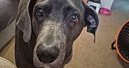 Lola Lynn is registered to the contest to win money with this photo: dog, senior_dog, pet, animal, portrait, close_up, face, eyes, floppy_ears, gray_fur, black_fur, white_chest, looking_at_camera, indoors, home, living_room, wooden_dresser, carpet, couch, fan
